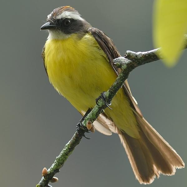<h3><a href="/trips/salesopolis-2014/biota/animalia/chordata/aves/040 passeriformes/011 tyrannidae/myiozetetes similis/myiozetetes similis-nl.html">Myiozetetes&nbsp;similis</a> / Social&nbsp;flycatcher / Roodkruintiran</h3>NIKON D7100 met AF-S Nikkor 300mm f/2.8G IF-ED VR II, 1/400 sec  bij F4.0, ISO 500, afstand 5.62&nbsp;m